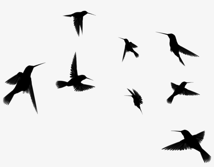 Detail Flying Bird Silhouette Transparent Background Nomer 9