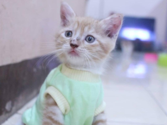 Detail Gambar Baju Kucing Nomer 3