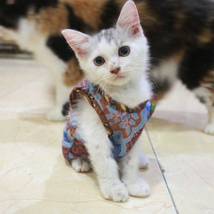 Detail Gambar Baju Kucing Nomer 47