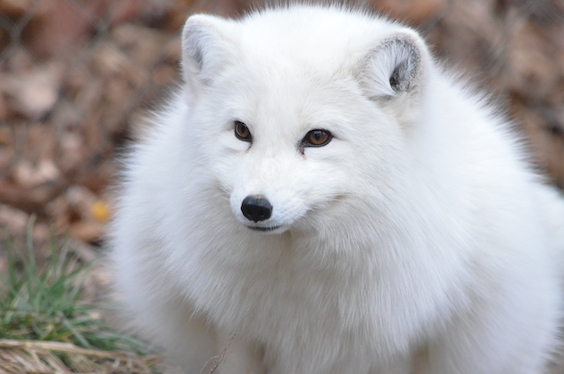 Detail Images Of White Fox Nomer 36