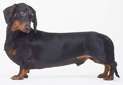 Detail Pictures Of Sausage Dogs Nomer 10
