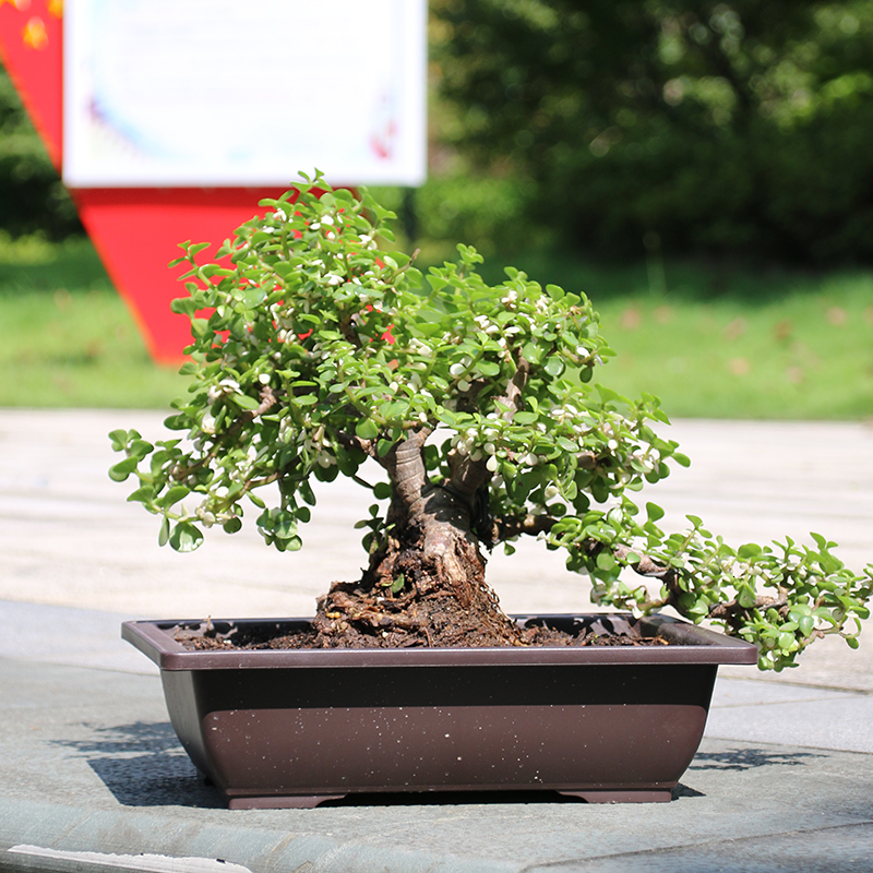 Detail Pot Bonsai Antik Nomer 47