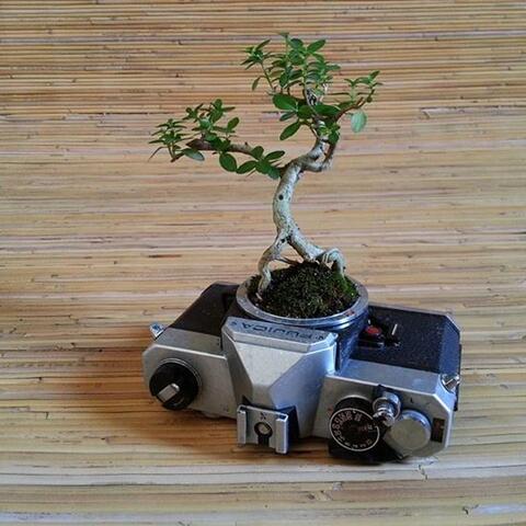 Detail Pot Bonsai Antik Nomer 7