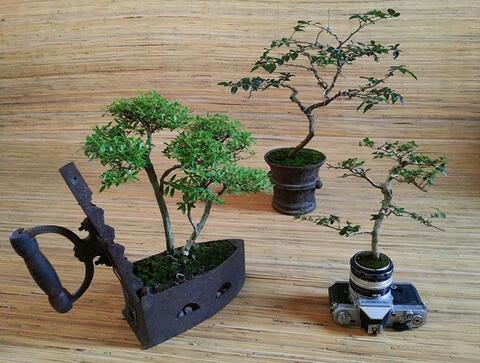 Detail Pot Bonsai Antik Nomer 10