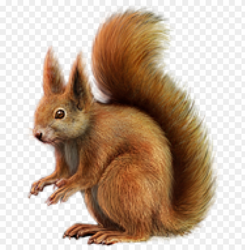 Detail Squirrel No Background Nomer 11
