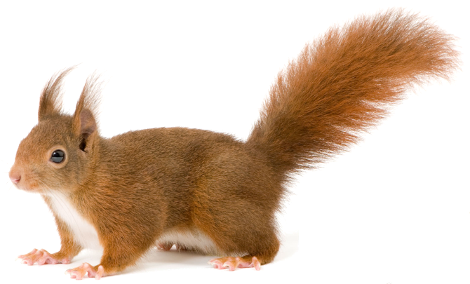 Detail Squirrel No Background Nomer 12