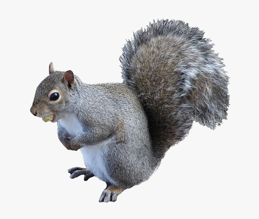 Detail Squirrel No Background Nomer 15