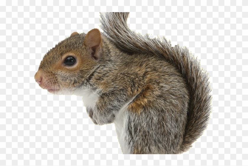 Detail Squirrel No Background Nomer 16