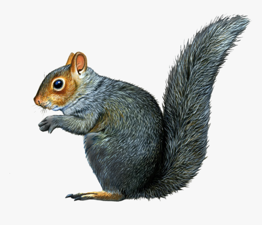 Detail Squirrel No Background Nomer 19