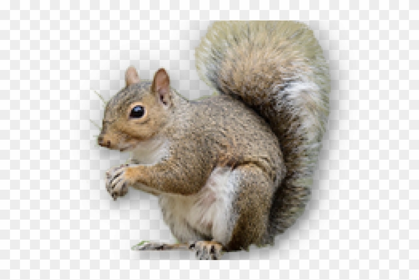 Detail Squirrel No Background Nomer 22