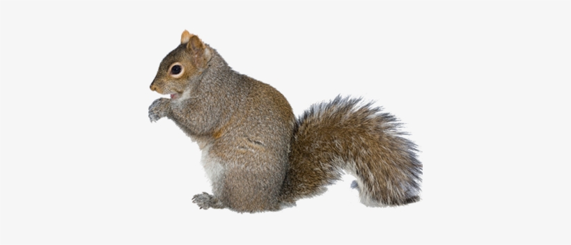Detail Squirrel No Background Nomer 24
