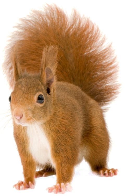 Detail Squirrel No Background Nomer 26