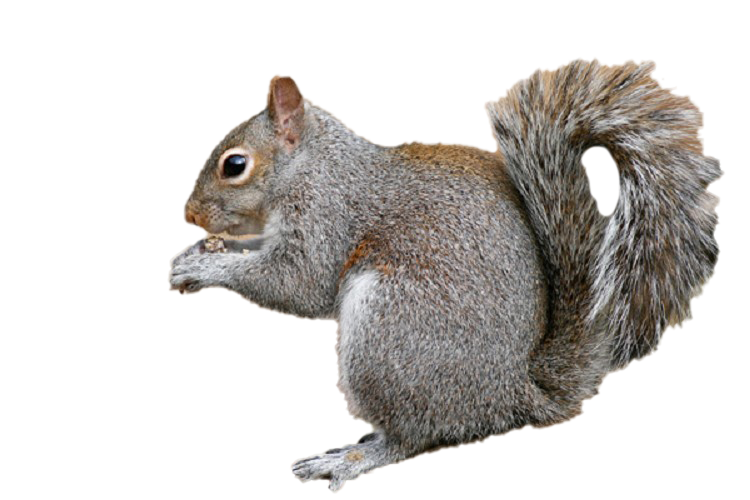 Detail Squirrel No Background Nomer 4