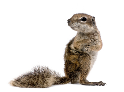 Detail Squirrel No Background Nomer 42