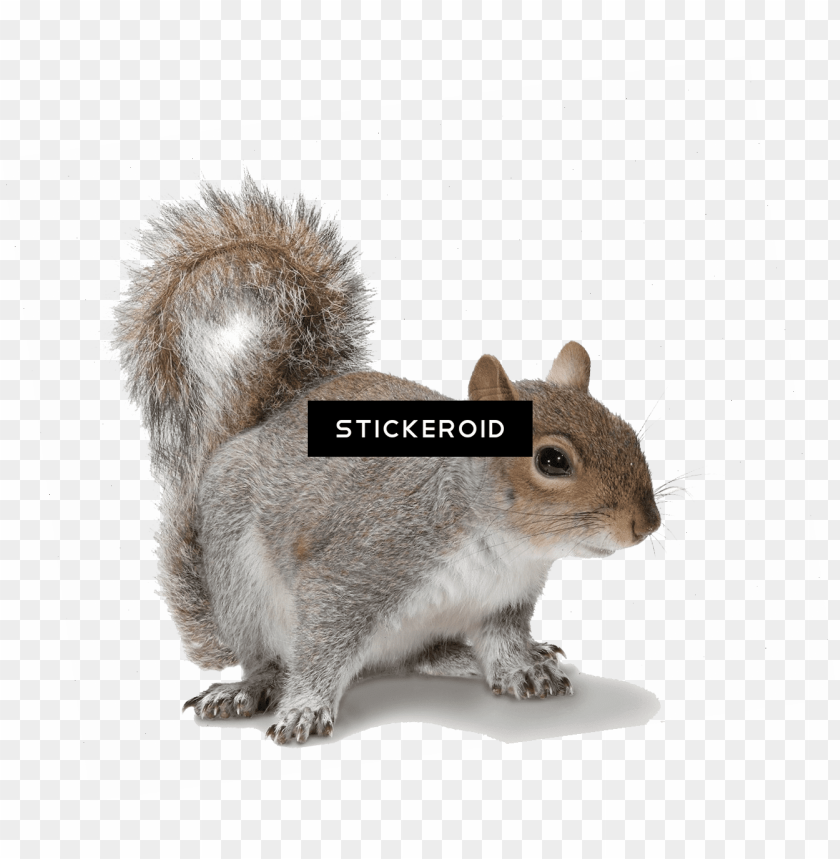 Detail Squirrel No Background Nomer 43