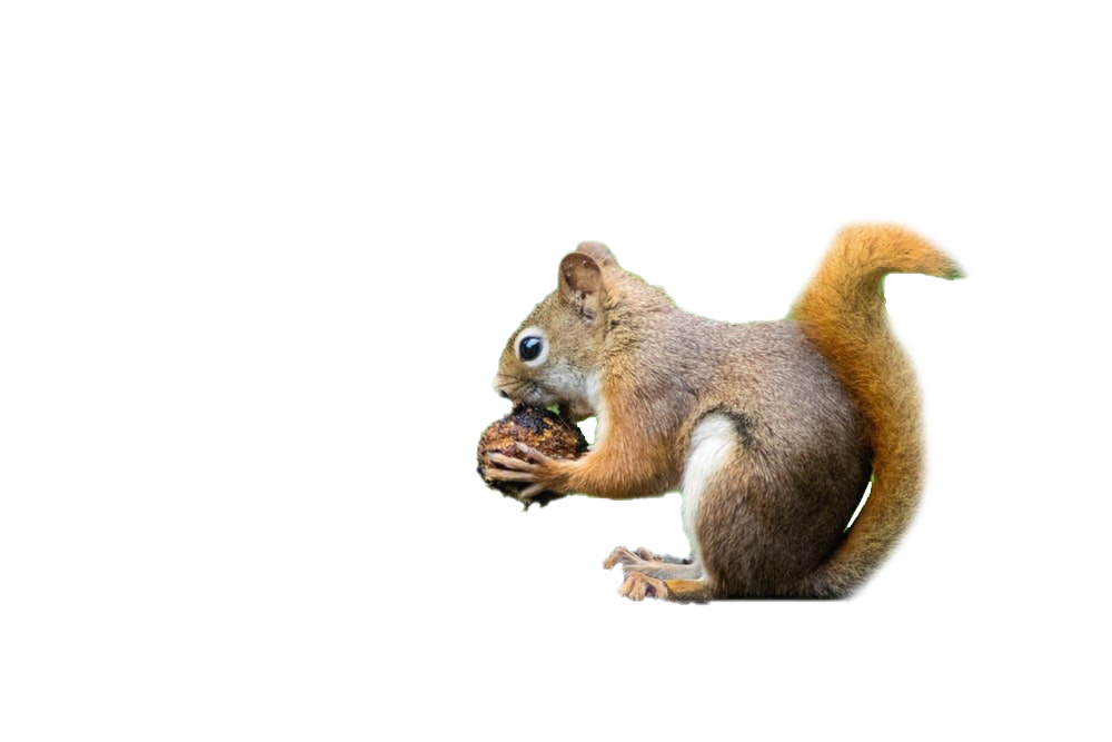 Detail Squirrel No Background Nomer 44