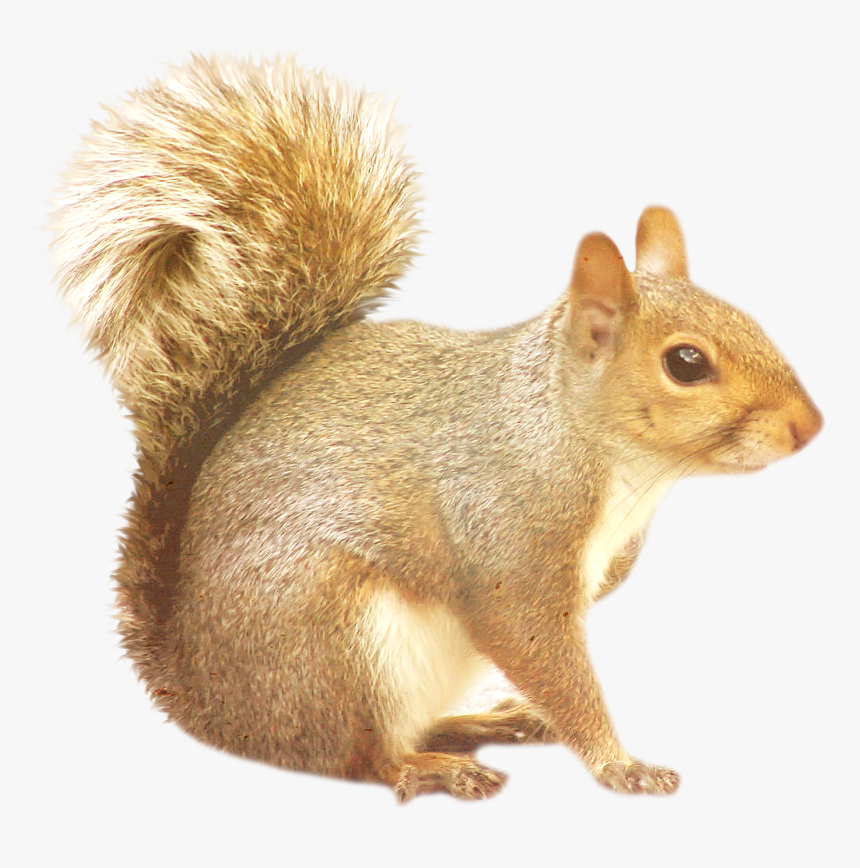 Detail Squirrel No Background Nomer 6