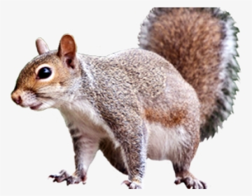 Detail Squirrel No Background Nomer 9