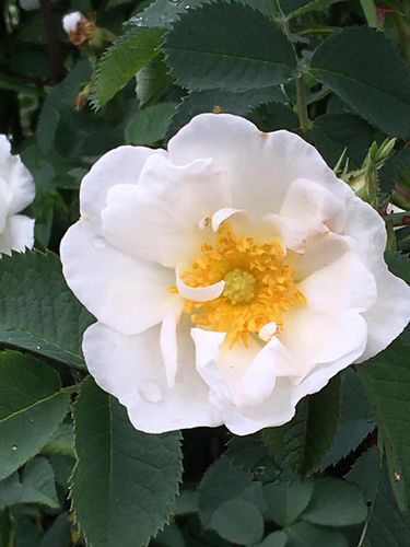 Detail White Rose Of York Nomer 2