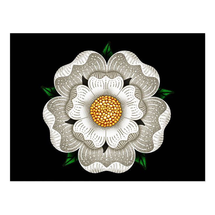 Detail White Rose Of York Nomer 14