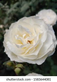 Detail White Rose Of York Nomer 16