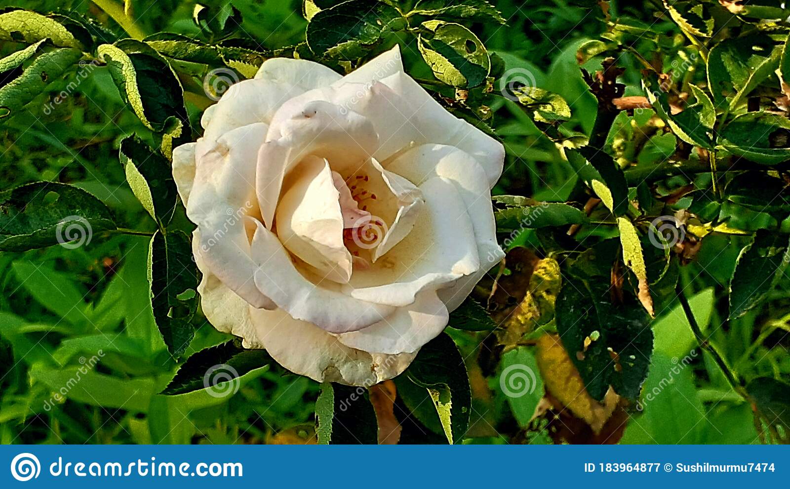 Detail White Rose Of York Nomer 27