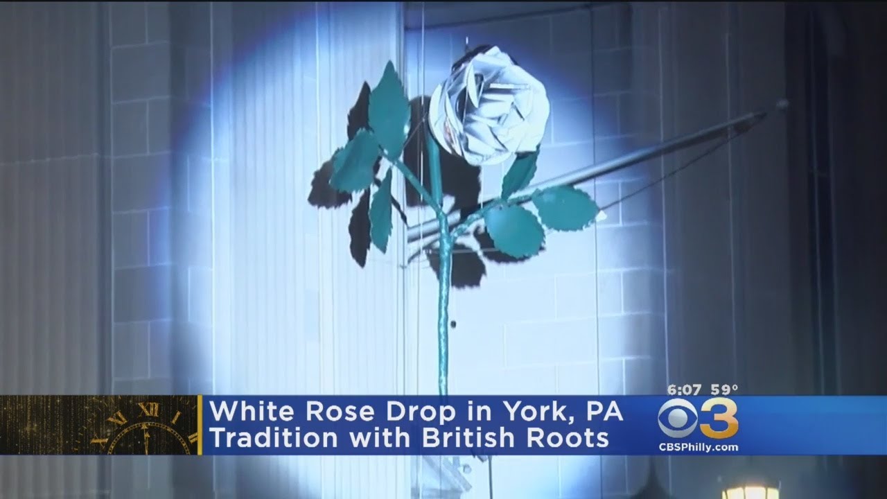 Detail White Rose Of York Nomer 39