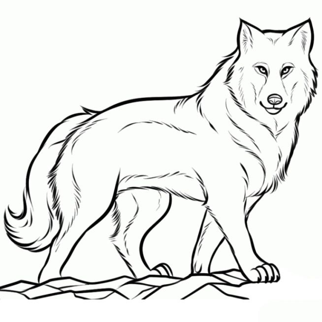 Wolf Bilder Zeichnen - KibrisPDR