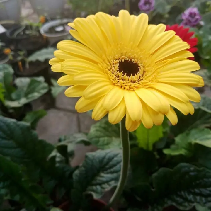 Detail Bunga Gerbera Kuning Nomer 6