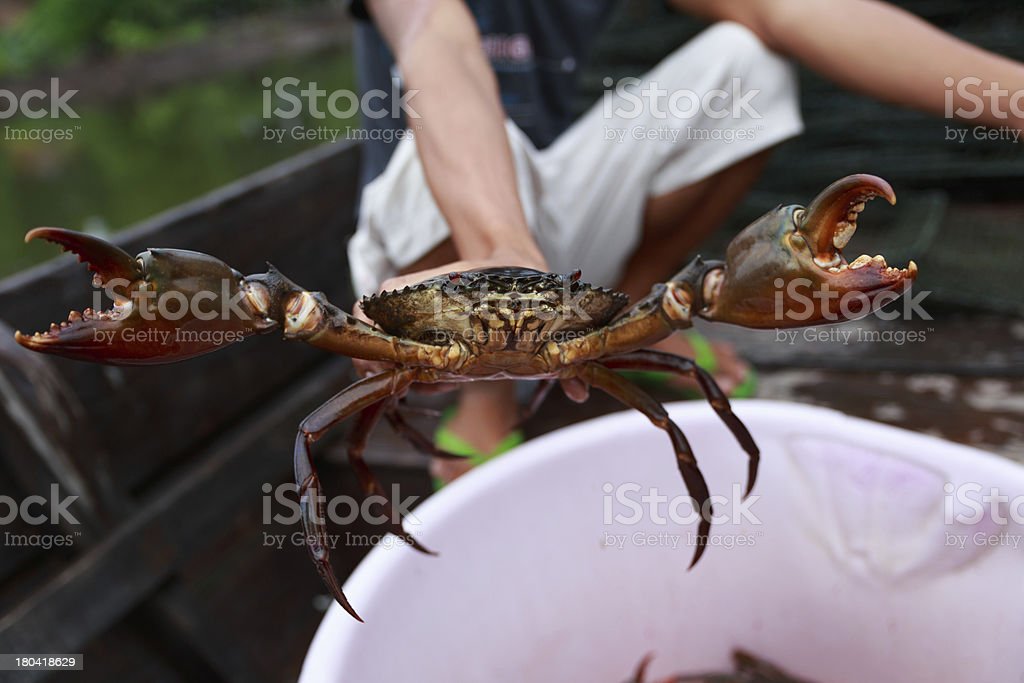 Detail Foto Kepiting Besar Nomer 28