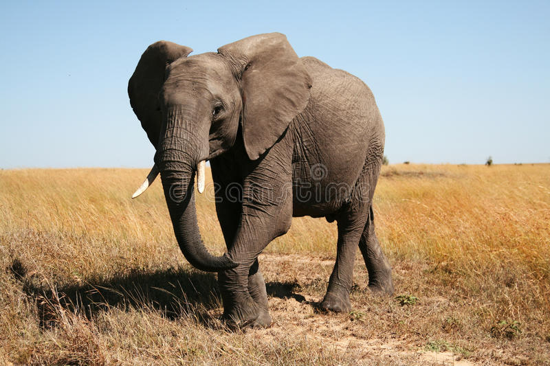 Free Images Of Elephants - KibrisPDR