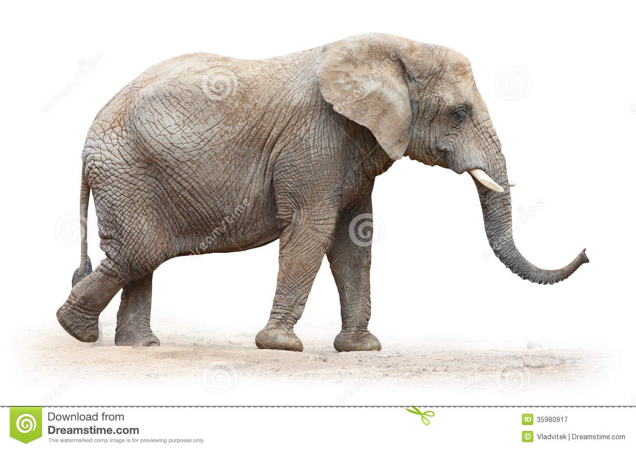 Detail Free Images Of Elephants Nomer 19