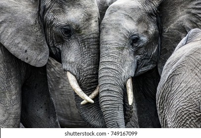 Detail Free Images Of Elephants Nomer 28