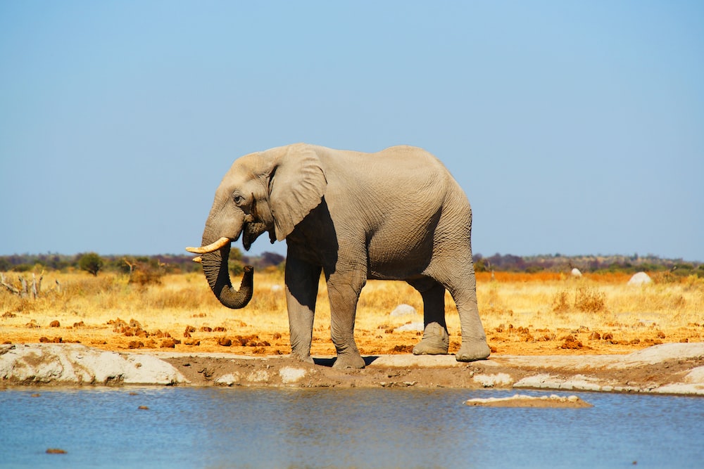 Detail Free Images Of Elephants Nomer 9