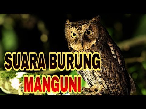 Detail Gambar Burung Manguni Nomer 28