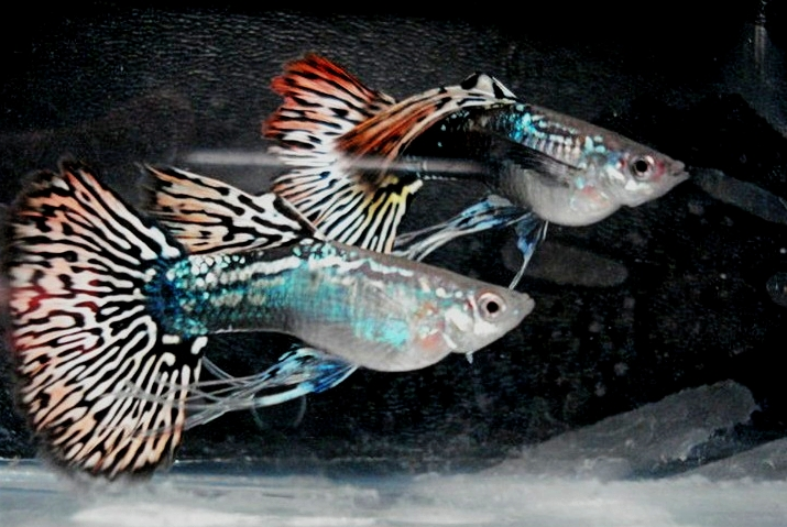 Detail Gambar Ikan Guppy Termahal Nomer 14