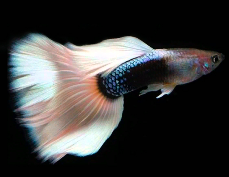 Detail Gambar Ikan Guppy Termahal Nomer 23