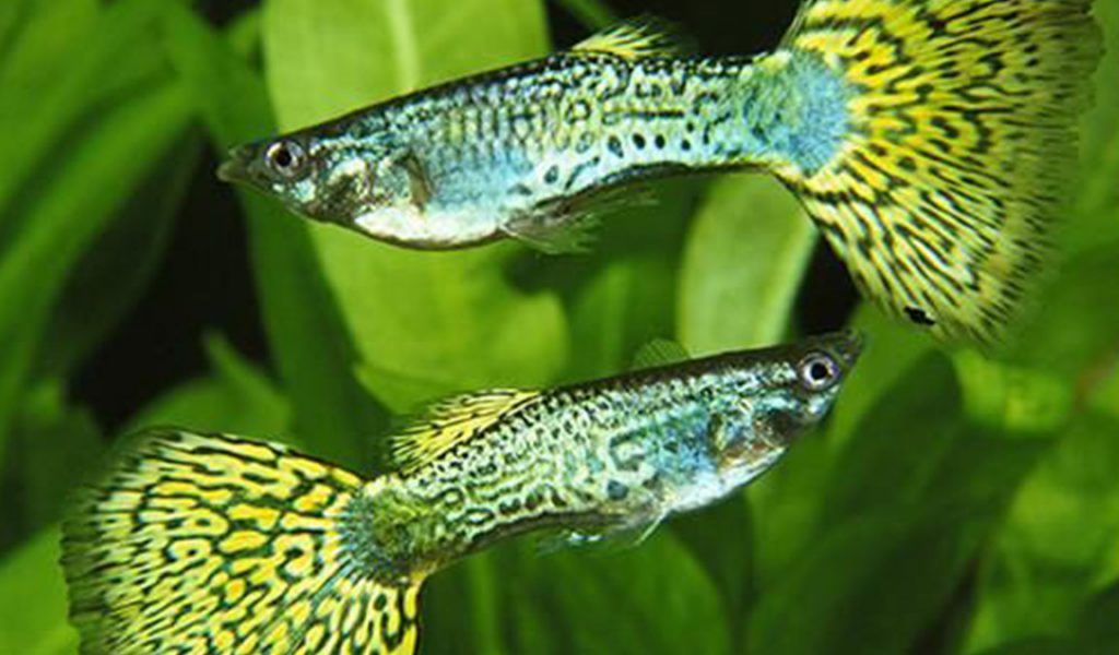 Detail Gambar Ikan Guppy Termahal Nomer 34