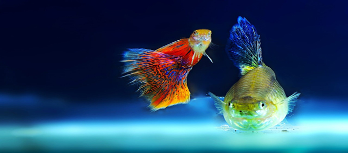 Detail Gambar Ikan Guppy Termahal Nomer 35