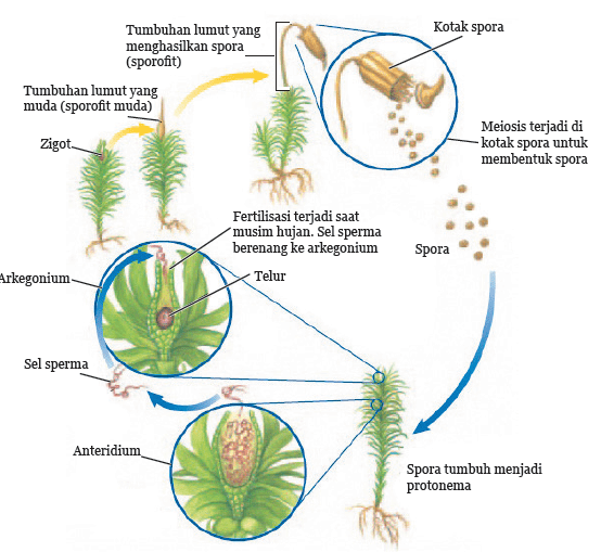Detail Gambar Perkembangbiakan Tumbuhan Nomer 16