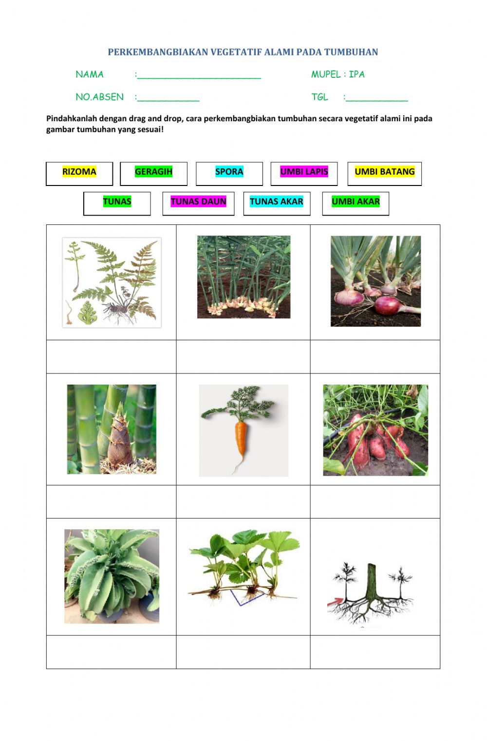 Detail Gambar Perkembangbiakan Tumbuhan Nomer 3