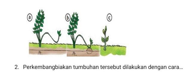 Detail Gambar Perkembangbiakan Tumbuhan Nomer 30