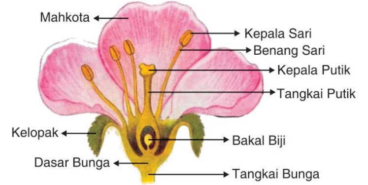 Detail Gambar Perkembangbiakan Tumbuhan Nomer 31