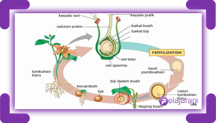Detail Gambar Perkembangbiakan Tumbuhan Nomer 42