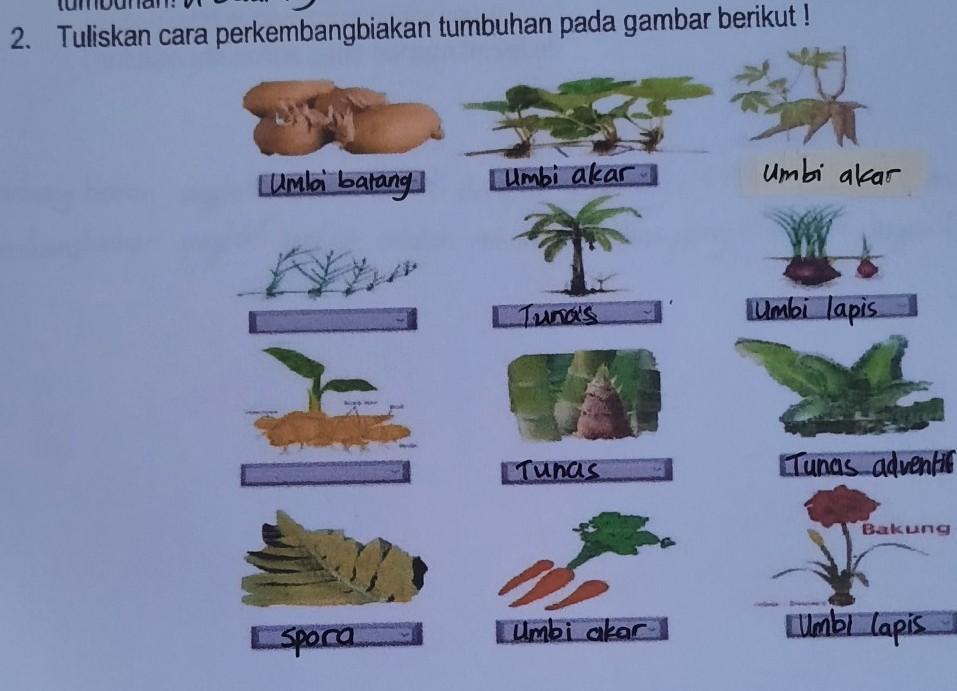 Detail Gambar Perkembangbiakan Tumbuhan Nomer 43