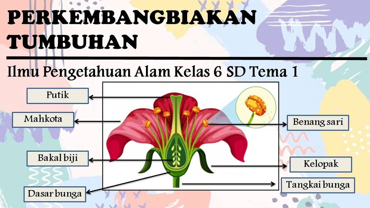 Detail Gambar Perkembangbiakan Tumbuhan Nomer 45