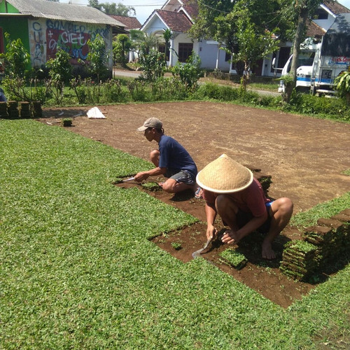 Detail Gambar Rumput Jepang Nomer 19