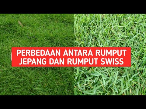 Detail Gambar Rumput Jepang Nomer 21