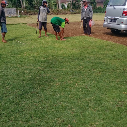 Detail Gambar Rumput Jepang Nomer 30