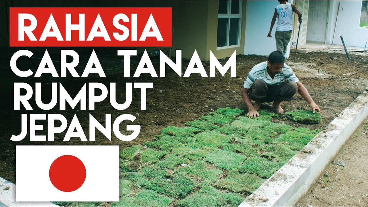 Detail Gambar Rumput Jepang Nomer 48